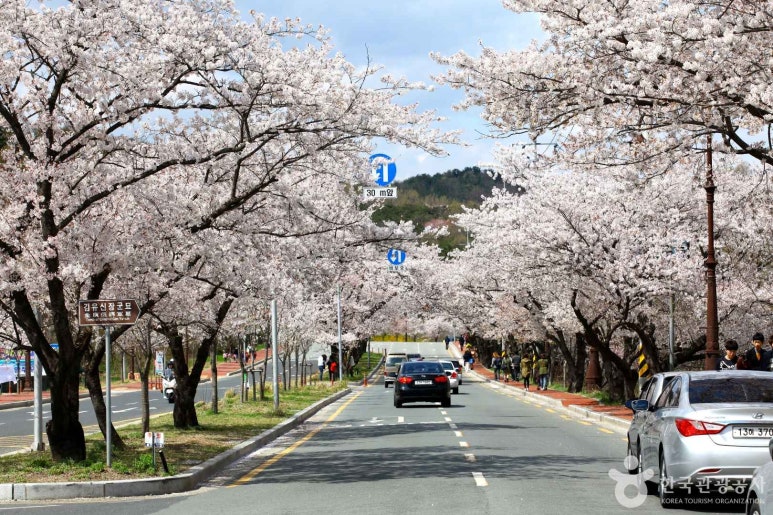 벚꽃길 이미지