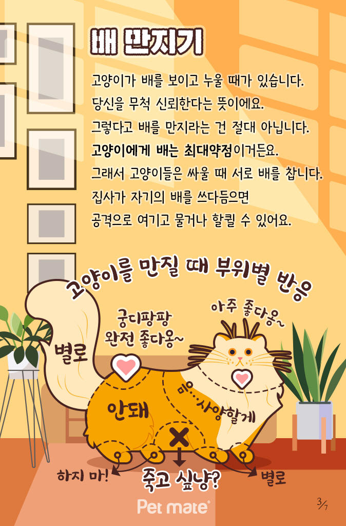 펀치펫 이미지