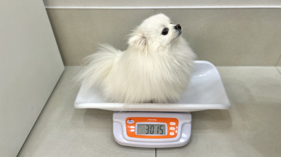 김포 장기역 FM동물메디컬센터, 강아지 슬개골탈구 진료 및 수술 — 사진 7