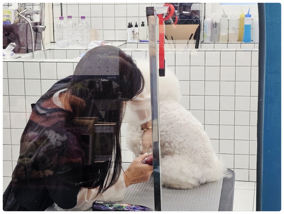 부산 비숑 가위컷 전문 쁘띠몽펫샵 미용 후기 — 사진 9