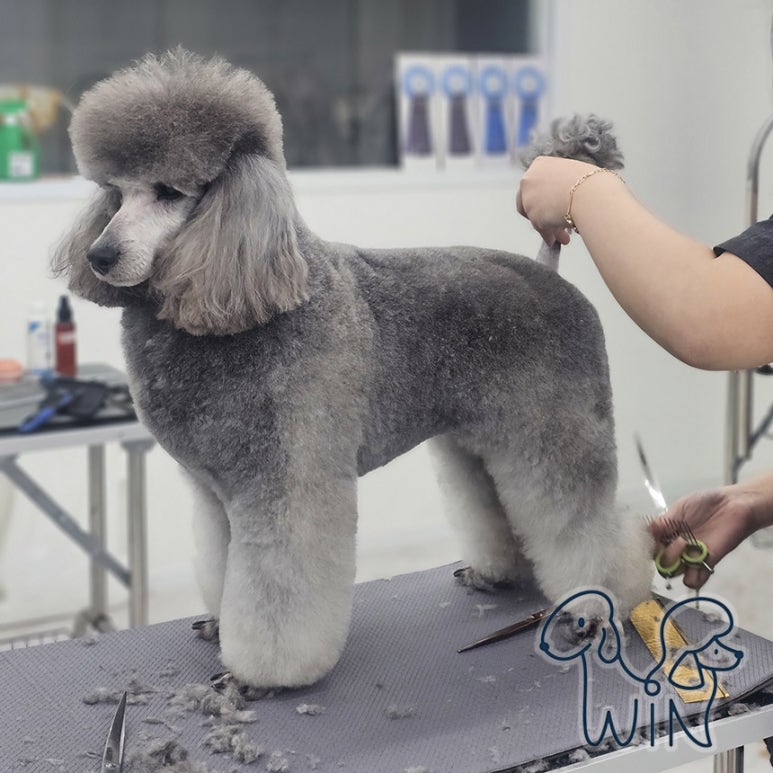 윈애견미용학원 이미지