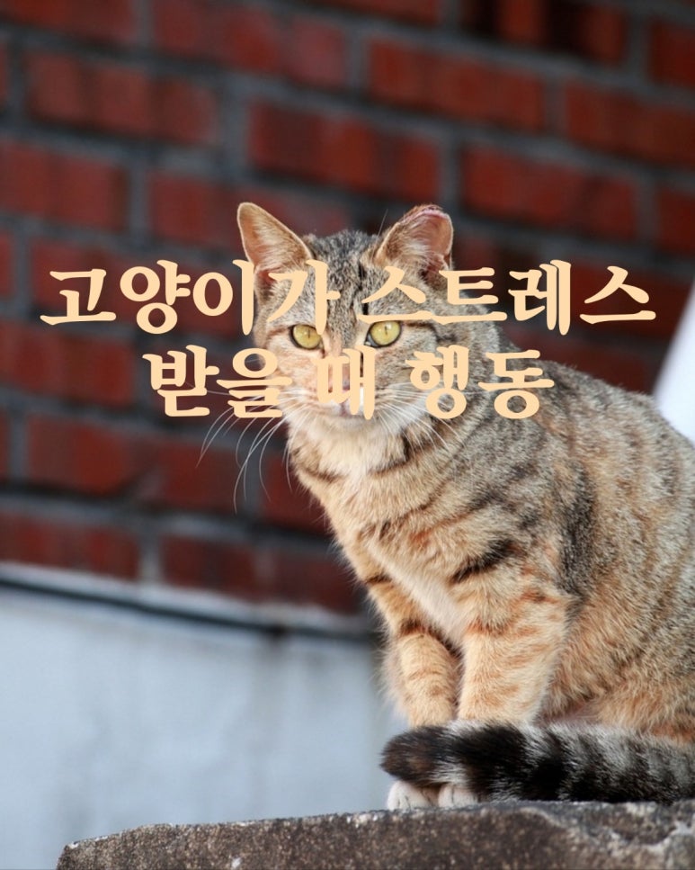 고양이가 유독 오버그루밍의 원인