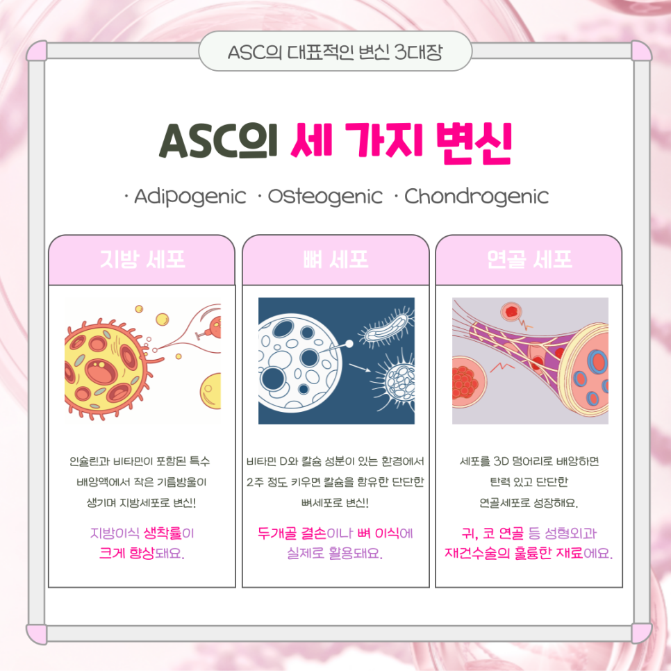 003 지방줄기세포(ASC)의 놀라운 변신 - 지방, 뼈, 연골까지 만들어낸다구요?!