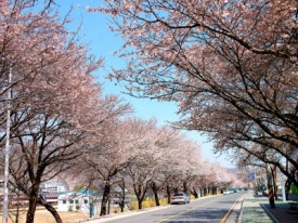 벚꽃뮬리 이미지