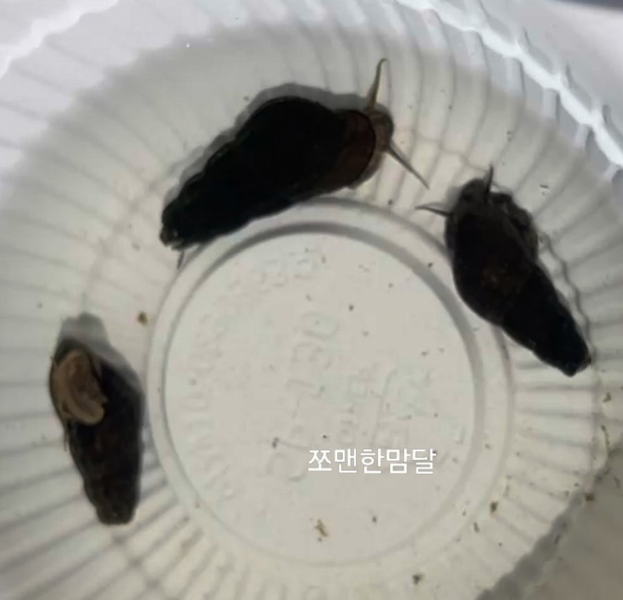 쪼맨한맘달 이미지