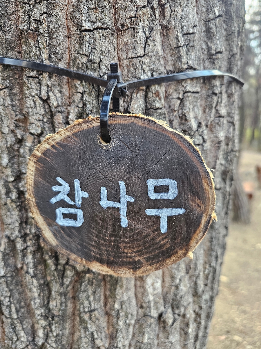 피노키오 유아숲체험원 이미지