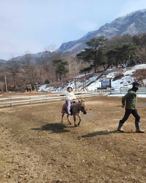 당나귀를부탁해 이미지