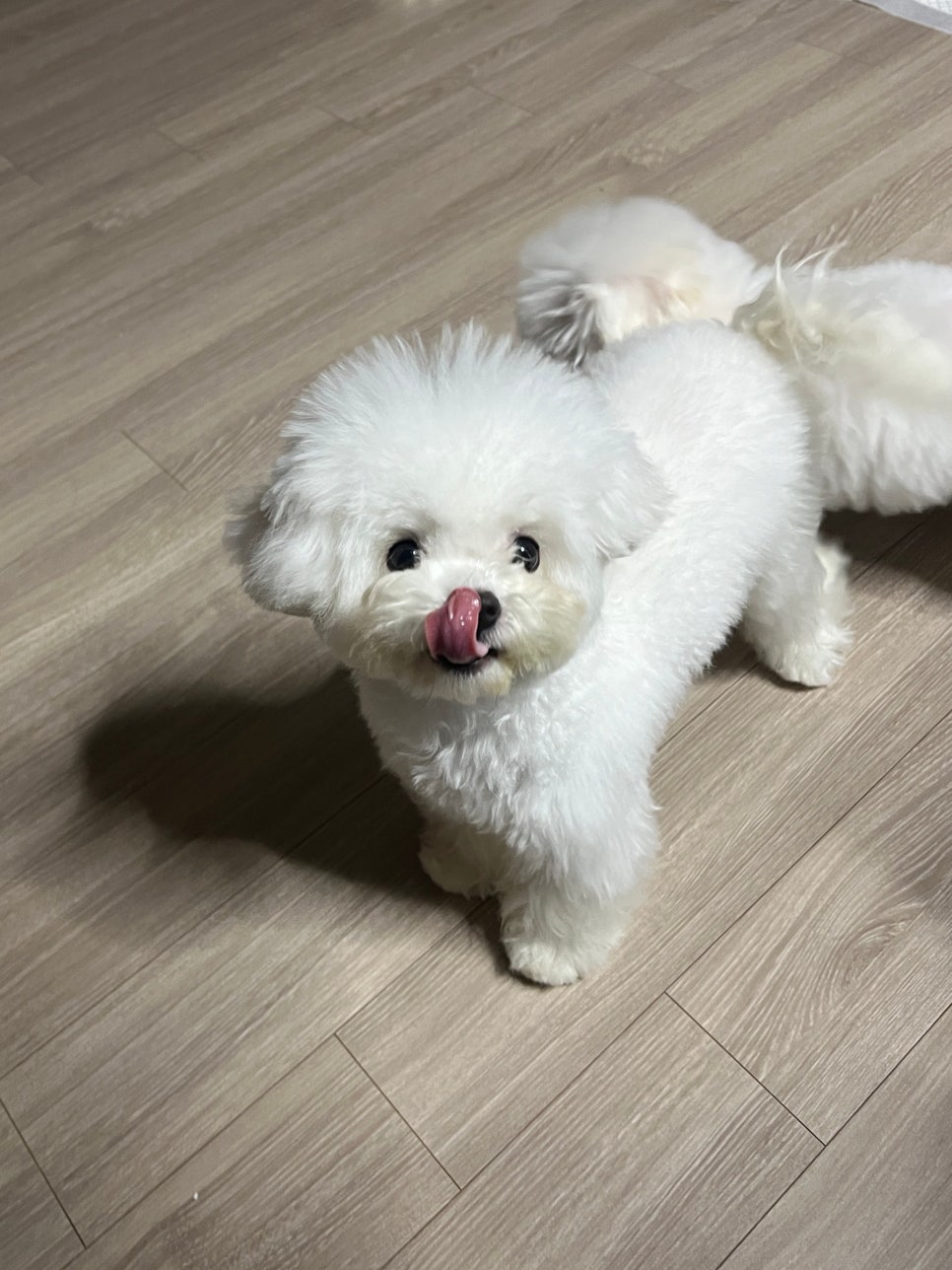 최강슈앤 이미지