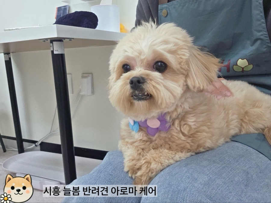 늘봄아로마테라피 이미지