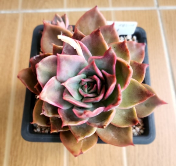마리다육 이미지