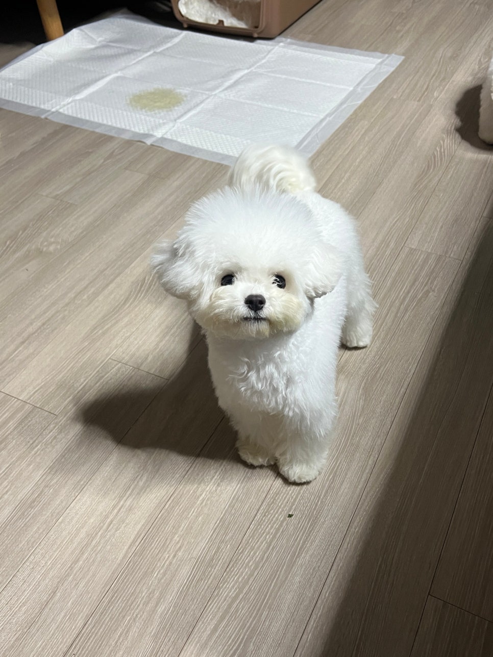 최강슈앤 이미지