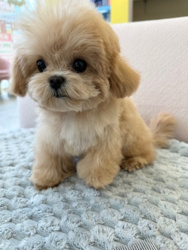 몰리 이미지