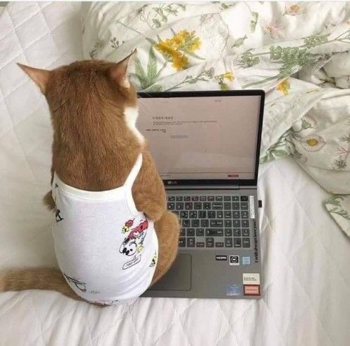 꾸꾸네 이미지
