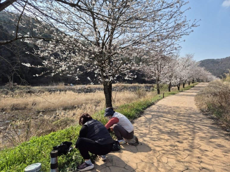 봄떡 이미지