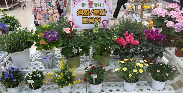 바로존 이미지