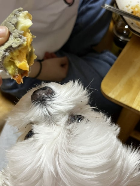 피자스쿨고대 이미지
