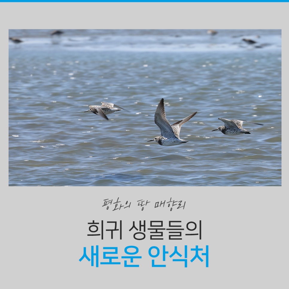 평화 이미지