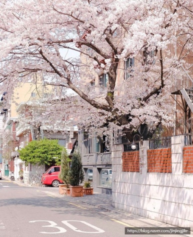 연남동벚꽃집 이미지