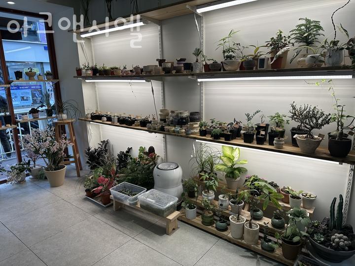 아크앤시엘 이미지