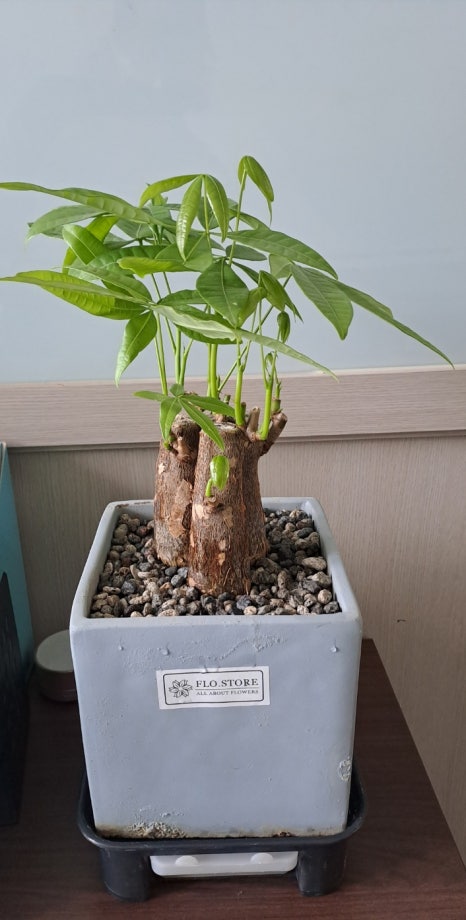 풀애 이미지