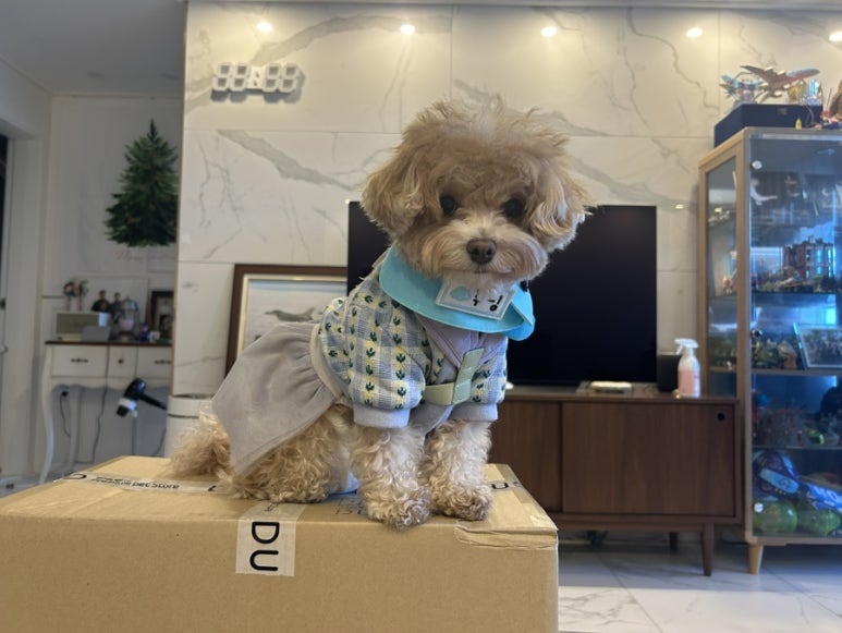 푸딩그루 이미지
