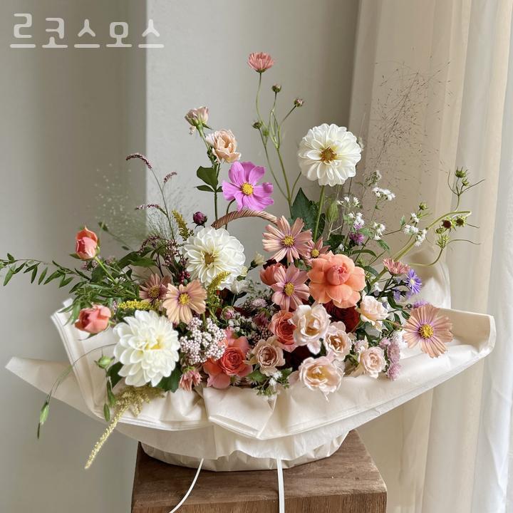 르코스모스 이미지