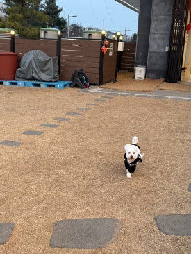 카페 더쿠 이미지