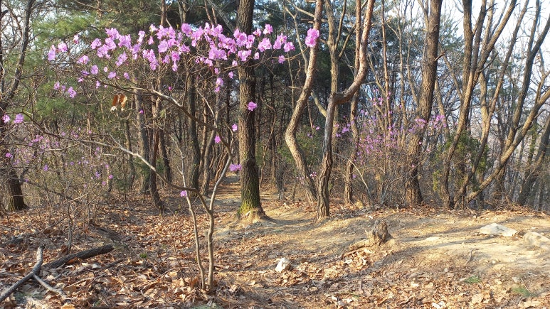 비로소봄 이미지