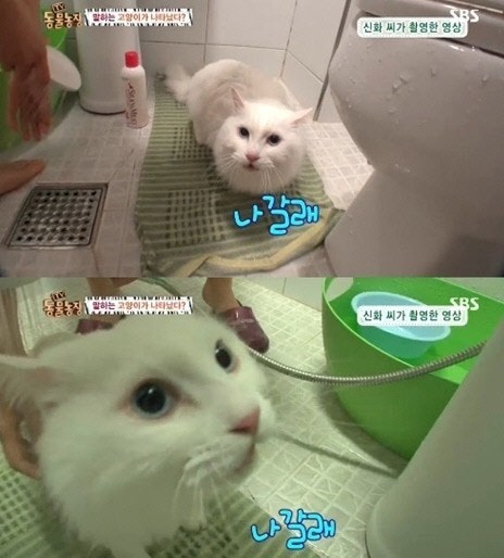 응 이미지