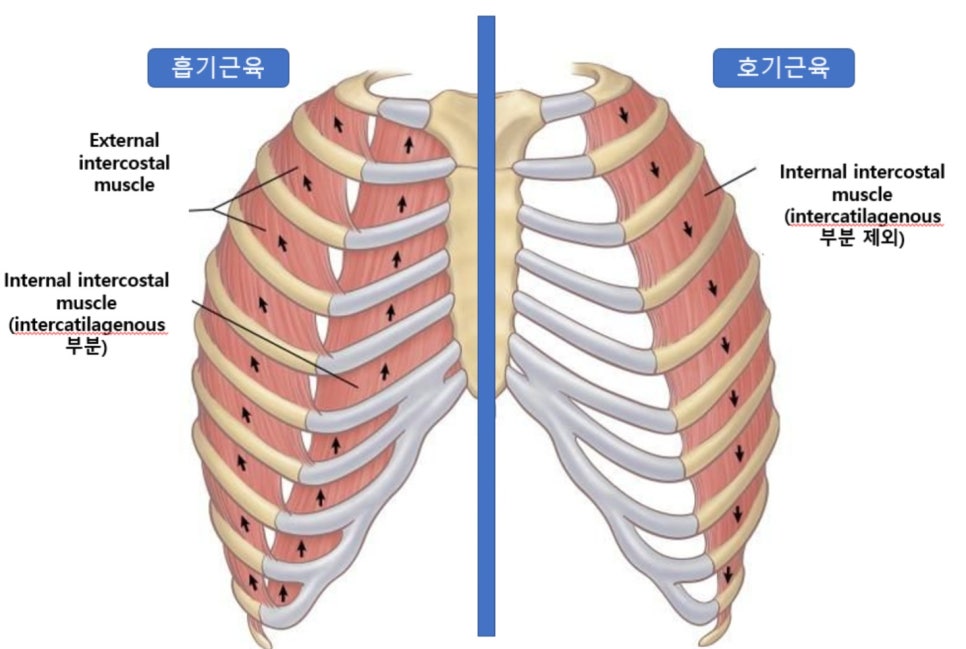 어몽뎀 이미지