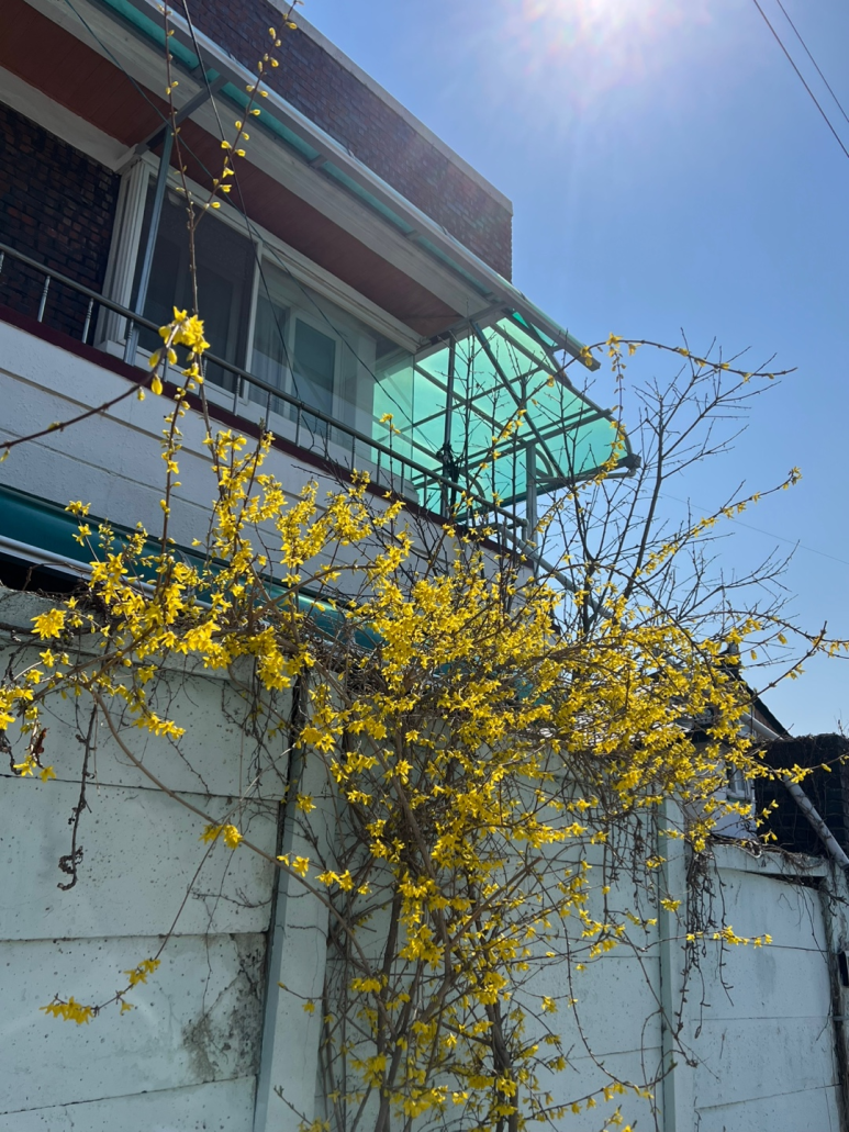 춘양옥국시방 이미지
