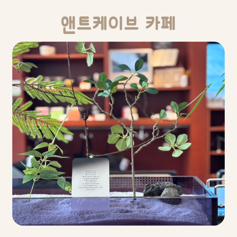 앤트케이브 이미지