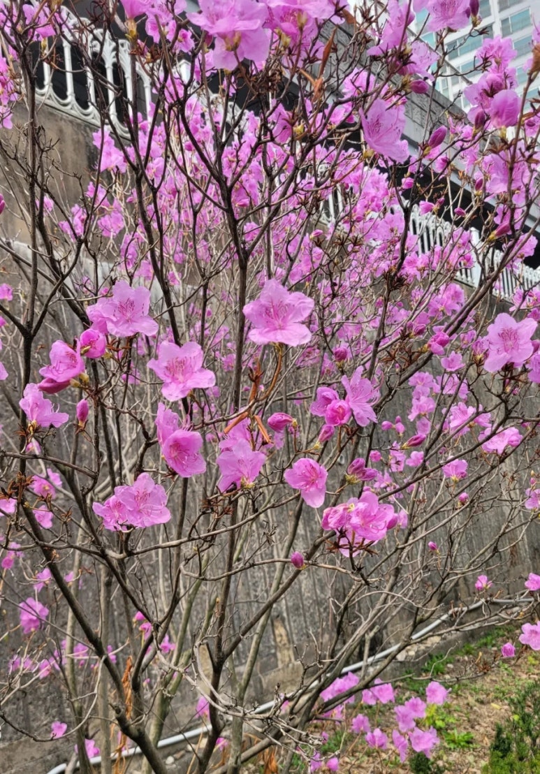 주간식당 이미지