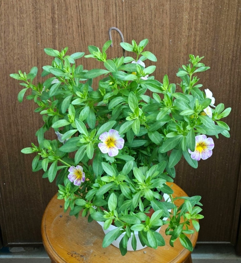 어반트 이미지