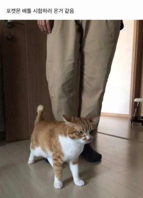 크림파인 이미지