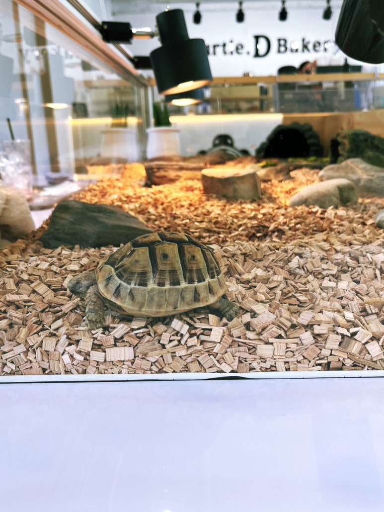 터틀디베이커리(Turtle.D Bakery) 이미지