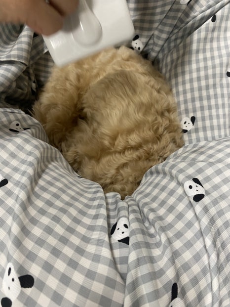 낙쭈오삼 사진 4