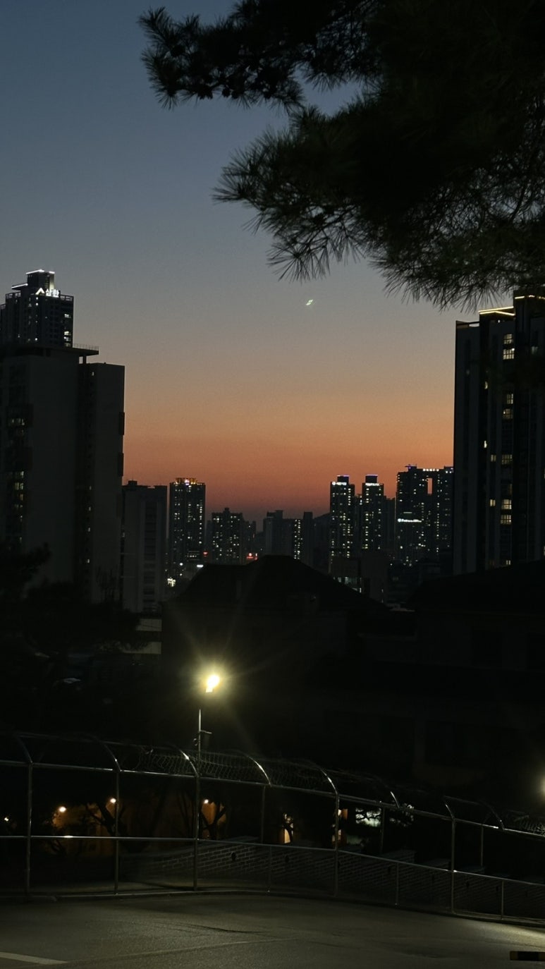 벚꽃다례 이미지