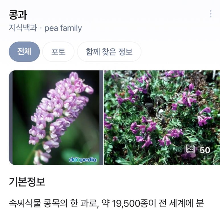 콩과하 이미지