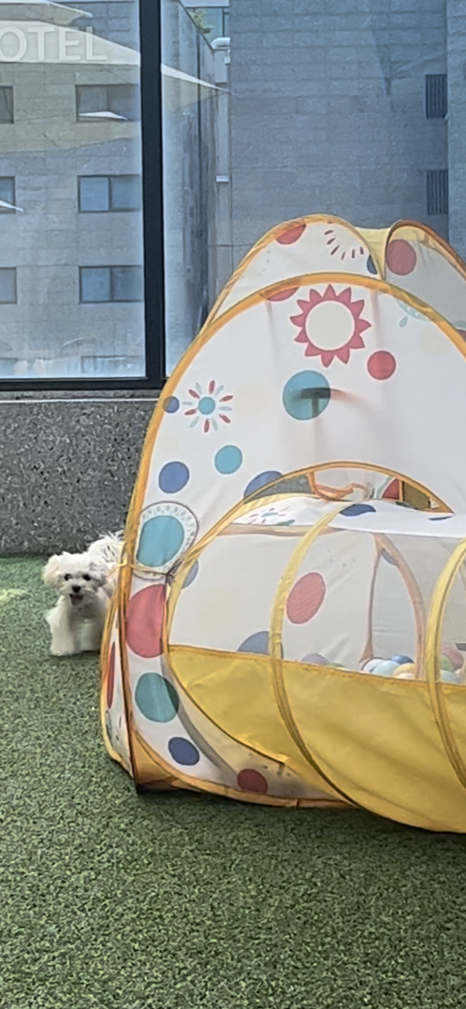 아따멍멍 이미지