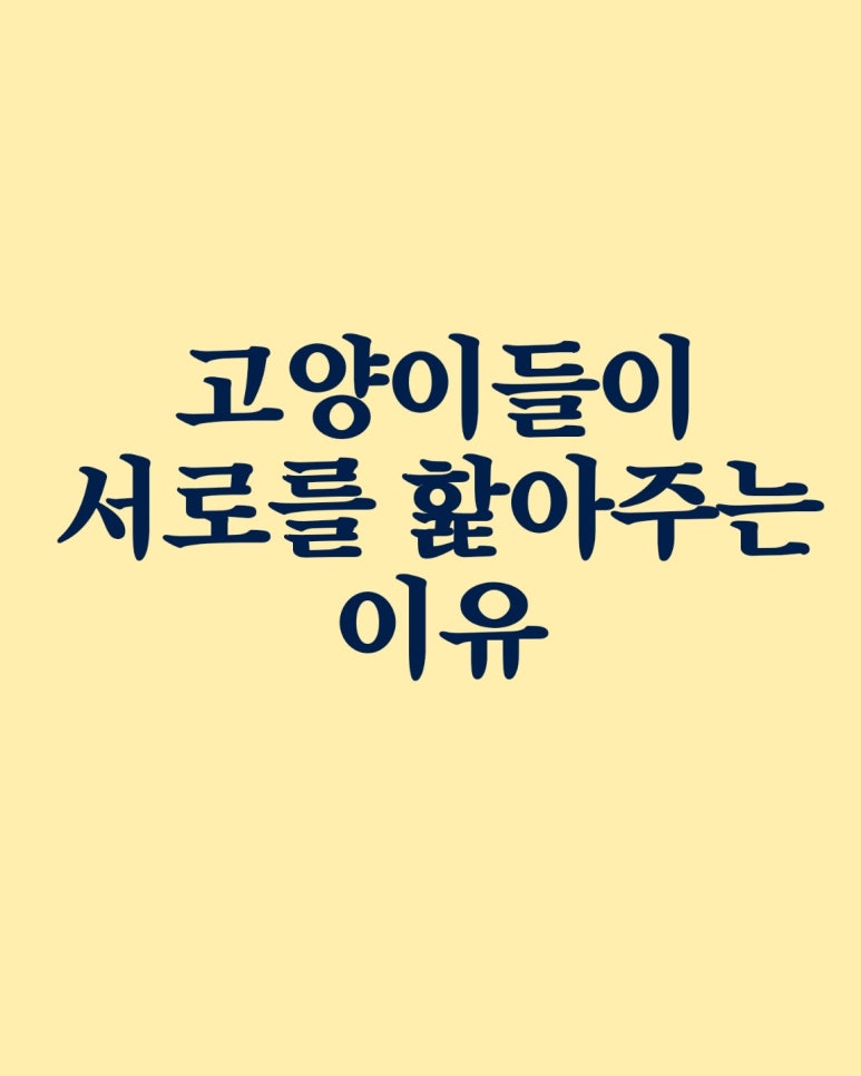고양이들이 서로를 핥아주는 이유