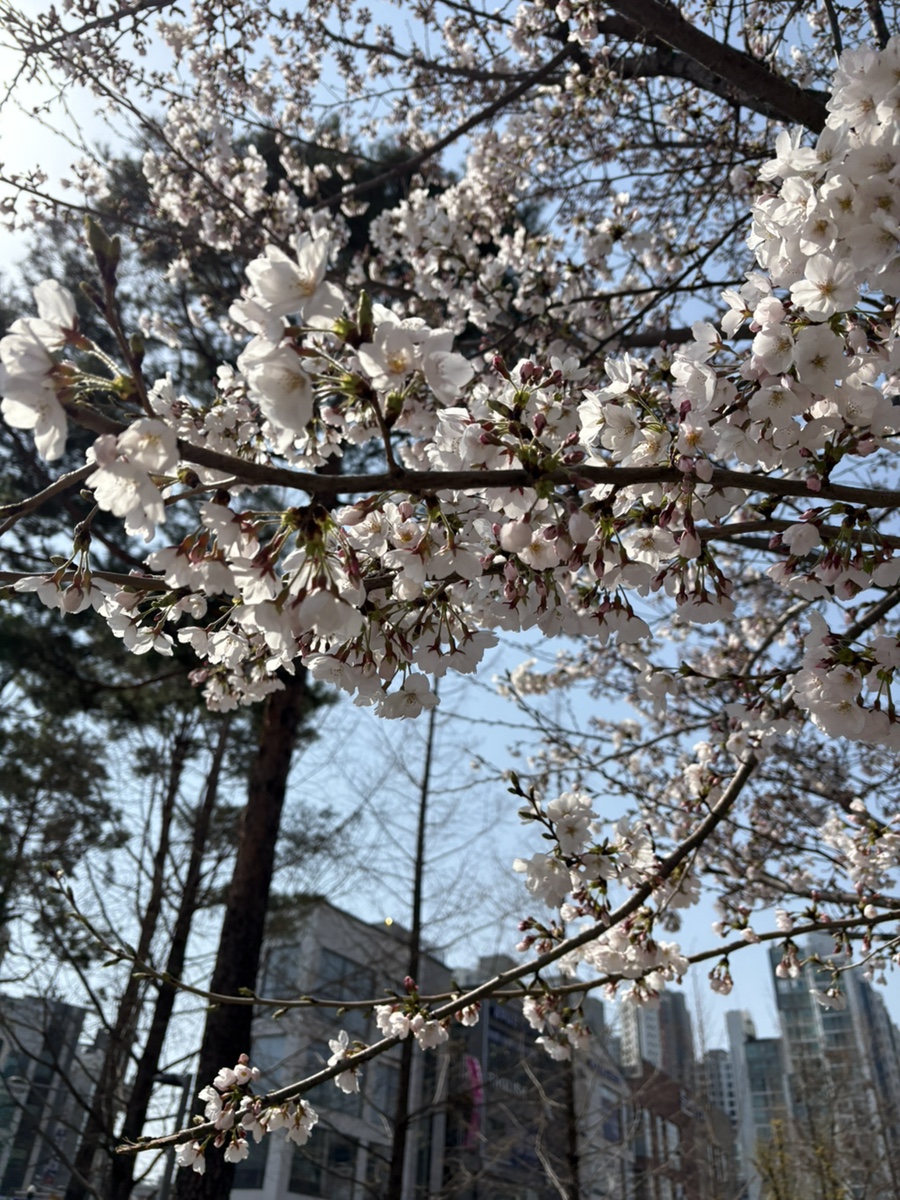 피제리아더키 이미지