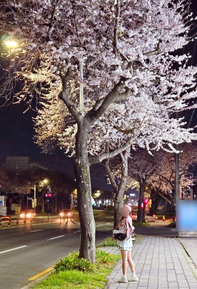 젠칸투스 이미지