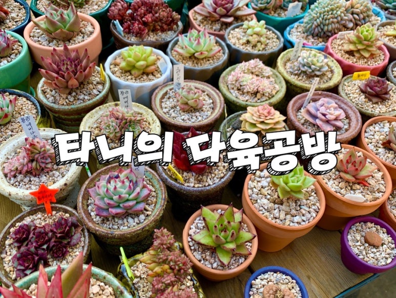 타니의다육공방 이미지