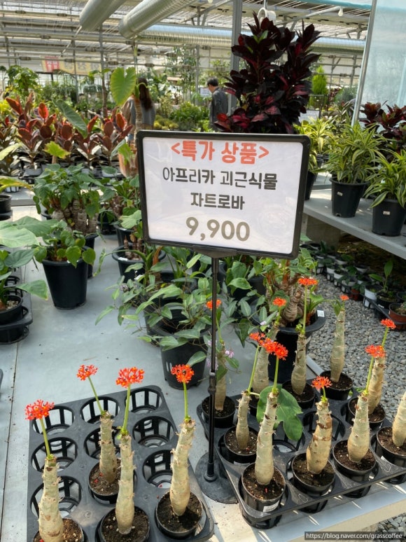 한플라워 이미지