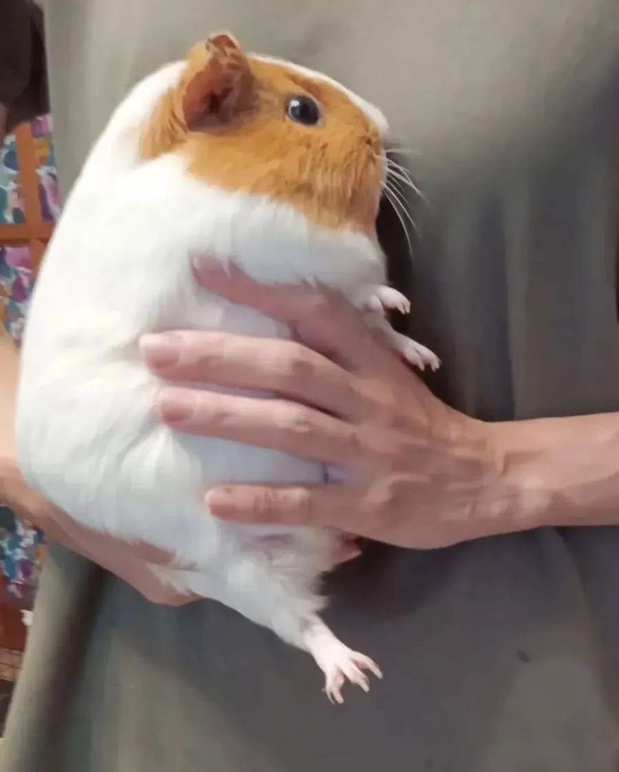 커휘 이미지