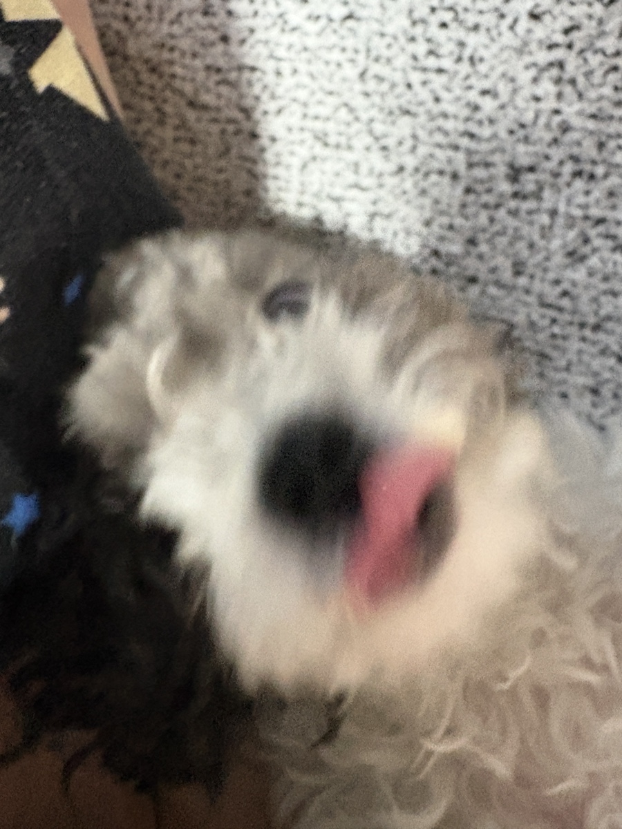 호카호카 이미지