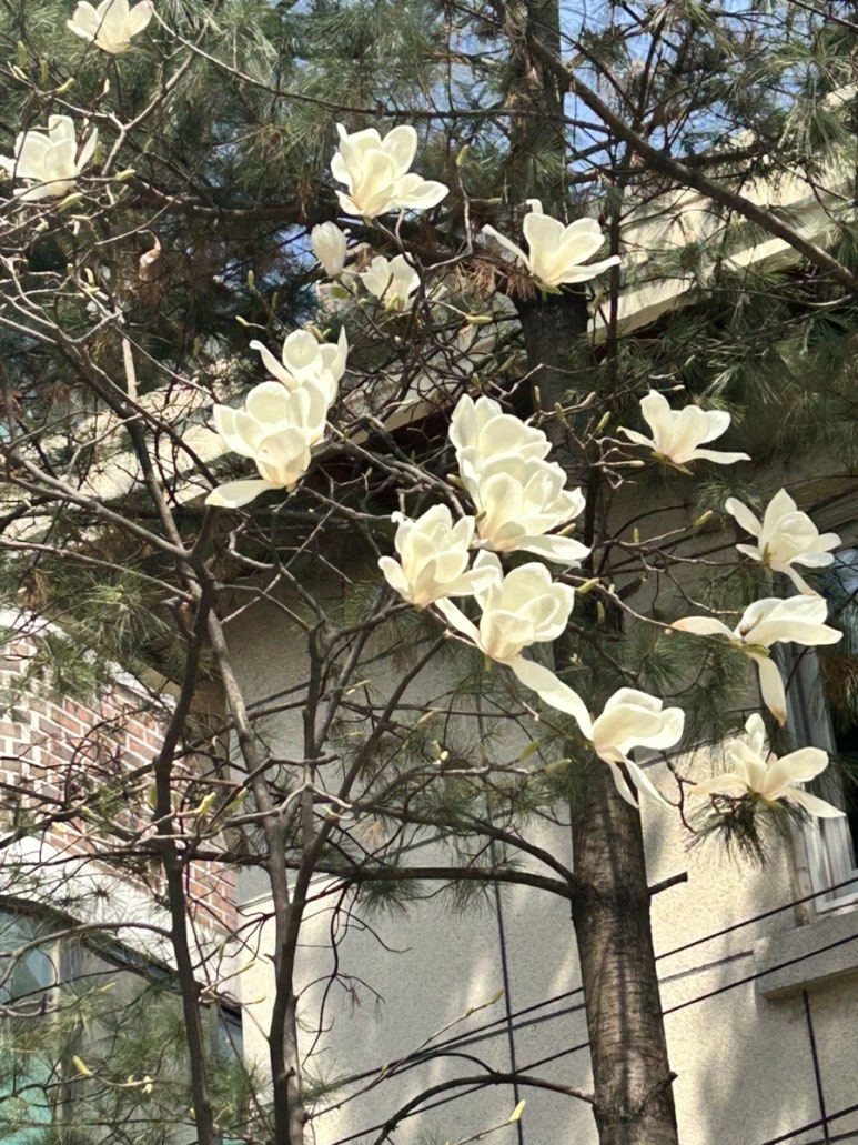 목련헤어 이미지