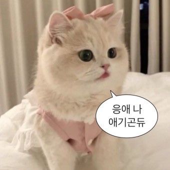 붙이다니 이미지
