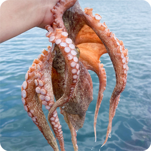 바다자연산해산물 이미지